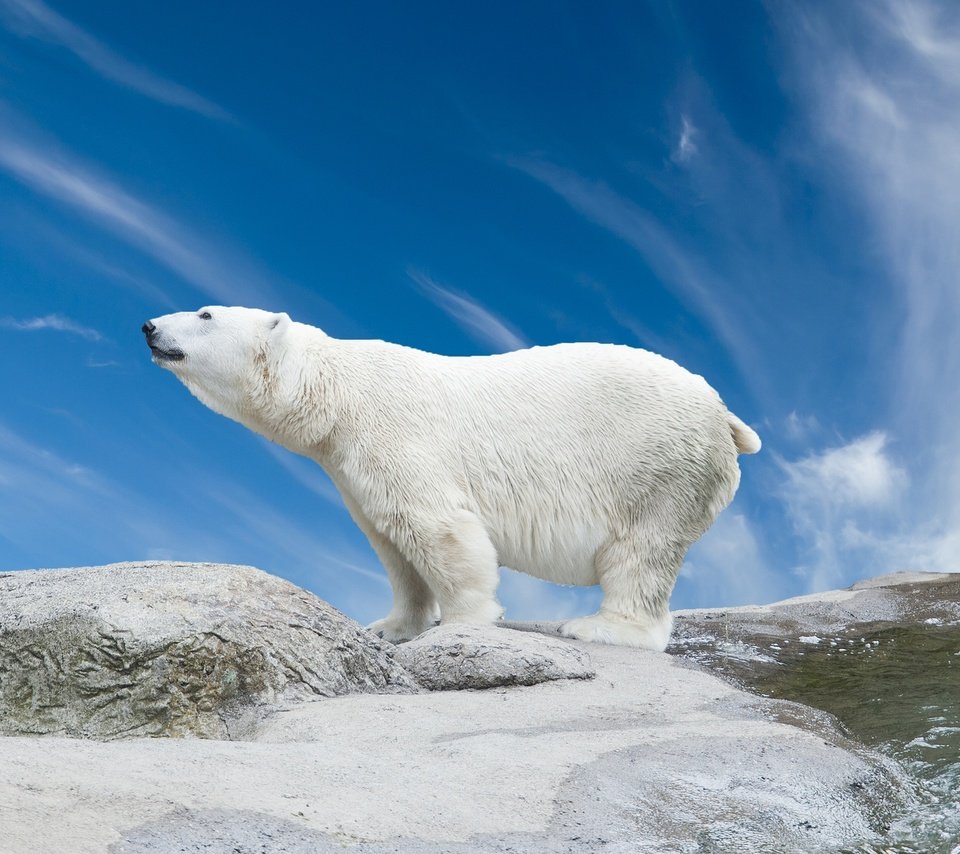 Обои снег, камни, медведь, белый, белый медведь, полярный, камн, snow, stones, bear, white, polar bear, polar, stone разрешение 1920x1200 Загрузить