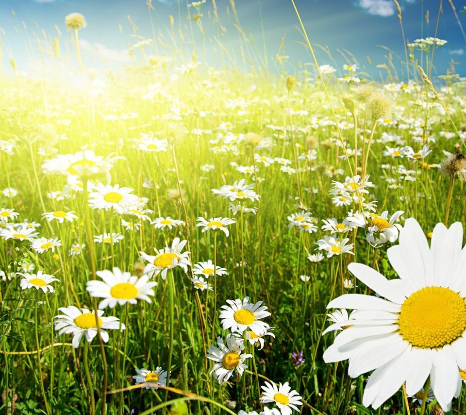 Обои небо, цветы, солнце, поле, ромашки, the sky, flowers, the sun, field, chamomile разрешение 1920x1200 Загрузить