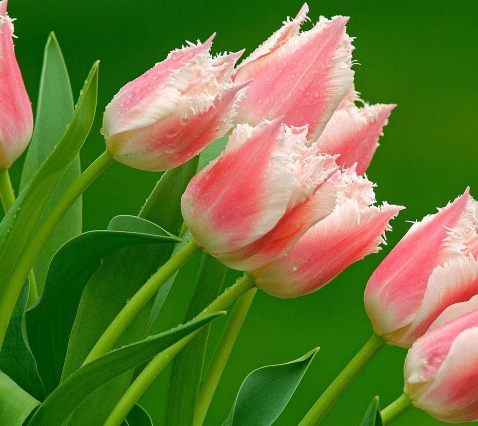 Обои цветы, природа, тюльпаны, розовые, flowers, nature, tulips, pink разрешение 1920x1200 Загрузить