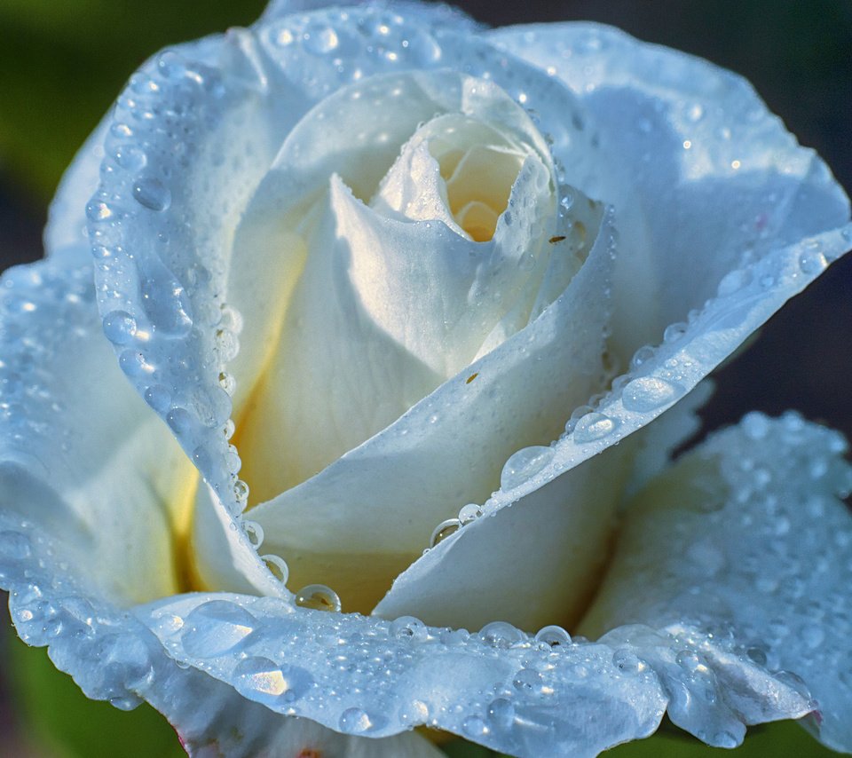 Обои роса, капли, роза, белая, rosa, drops, rose, white разрешение 1920x1200 Загрузить