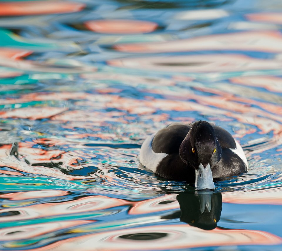 Обои вода, природа, птица, утка, water, nature, bird, duck разрешение 2560x1600 Загрузить