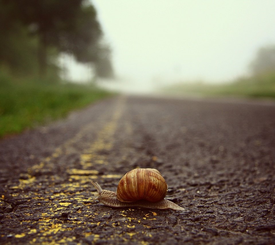 Обои дорога, макро, ползет, улитка, road, macro, crawling, snail разрешение 3888x2592 Загрузить