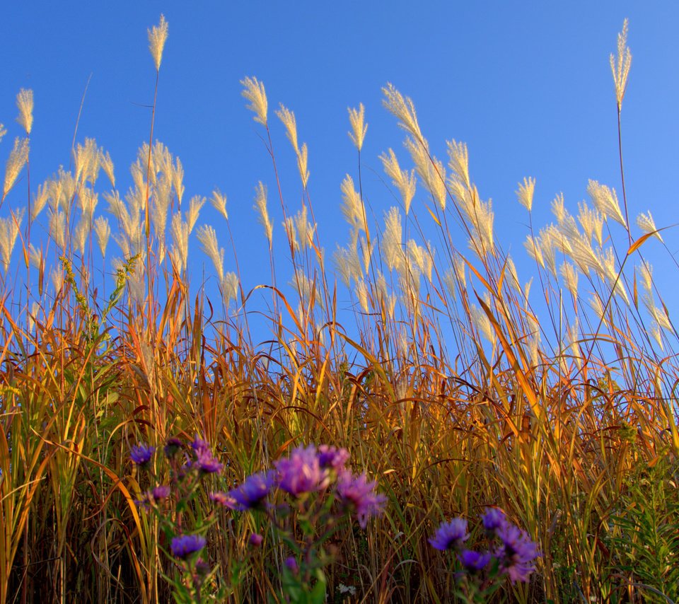 Обои небо, цветы, трава, поле, луг, растение, the sky, flowers, grass, field, meadow, plant разрешение 2048x1121 Загрузить