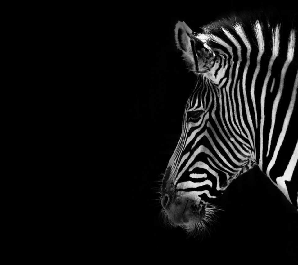 Обои зебра, фон, чёрно-белое, черный, zebra, background, black and white, black разрешение 2560x1600 Загрузить