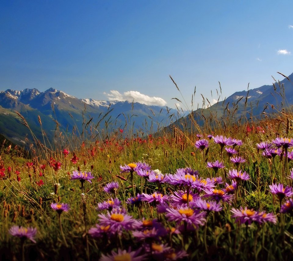 Обои цветы, горы, долина, flowers, mountains, valley разрешение 1920x1080 Загрузить