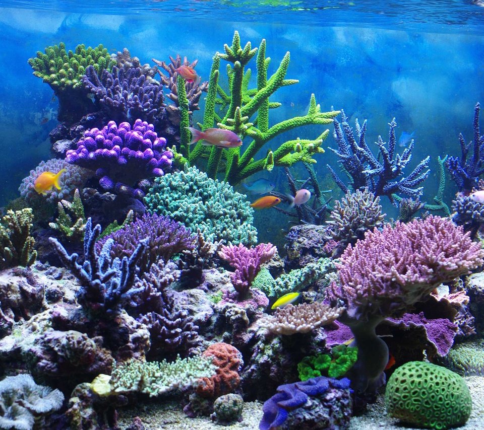 Обои рыбы, кораллы, подводный мир, fish, corals, underwater world разрешение 2000x1507 Загрузить