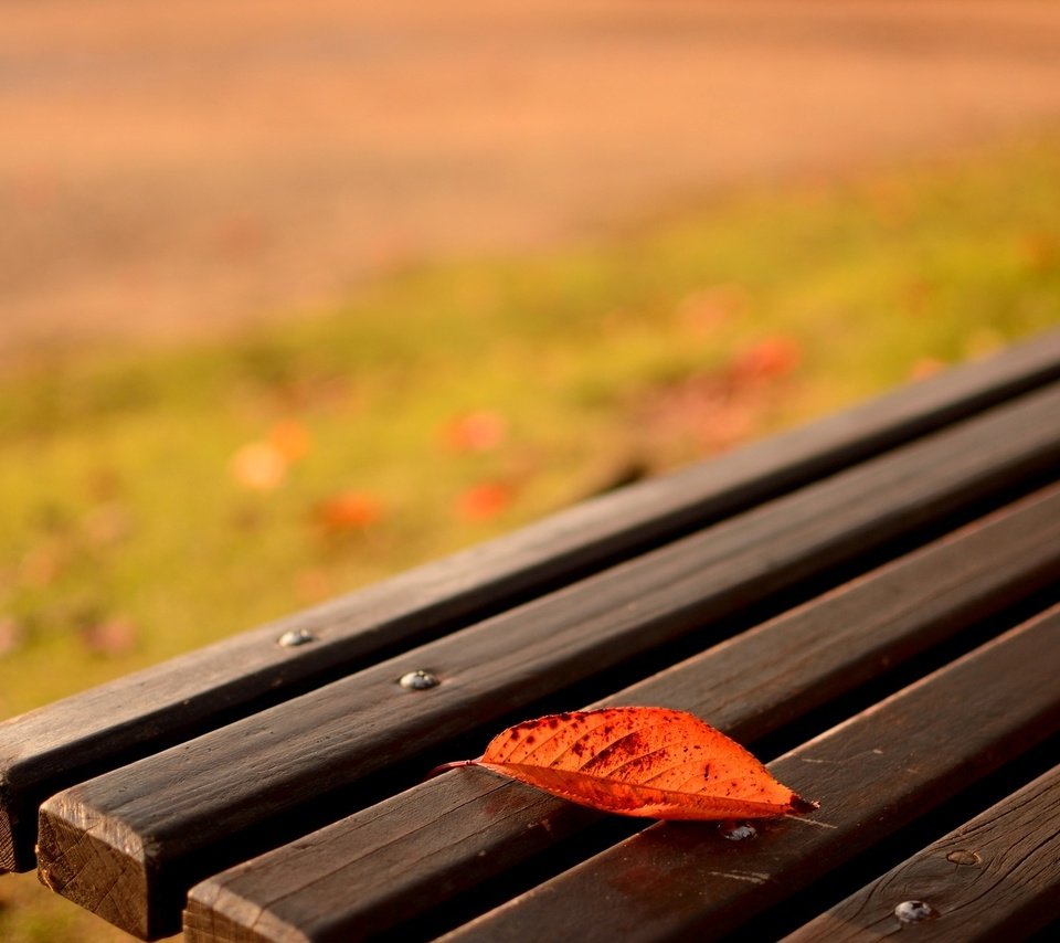 Обои природа, макро, осень, лист, скамейка, nature, macro, autumn, sheet, bench разрешение 1920x1200 Загрузить