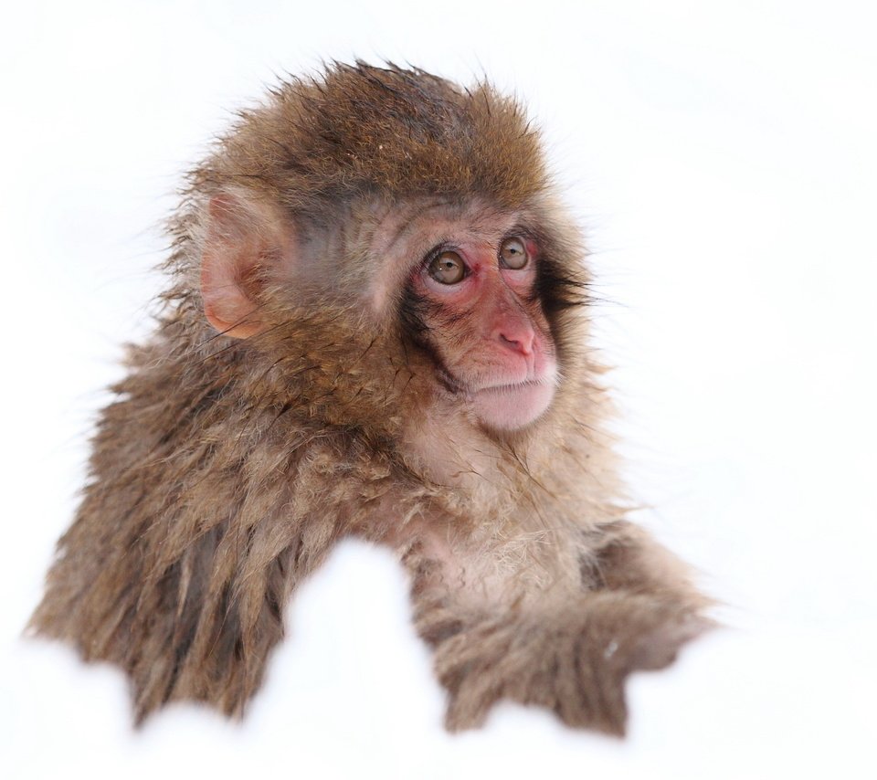 Обои снег, обезьяна, японская макака, snow, monkey, japanese macaque разрешение 2560x1600 Загрузить