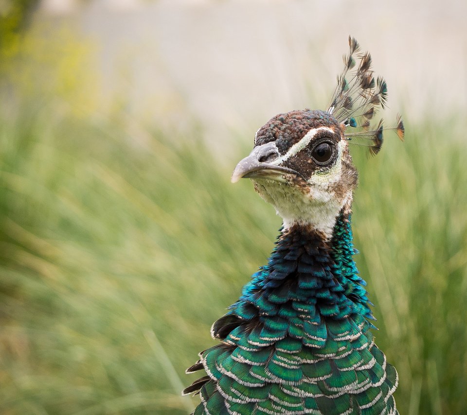 Обои птица, павлин, оперение, bird, peacock, tail разрешение 2048x1368 Загрузить
