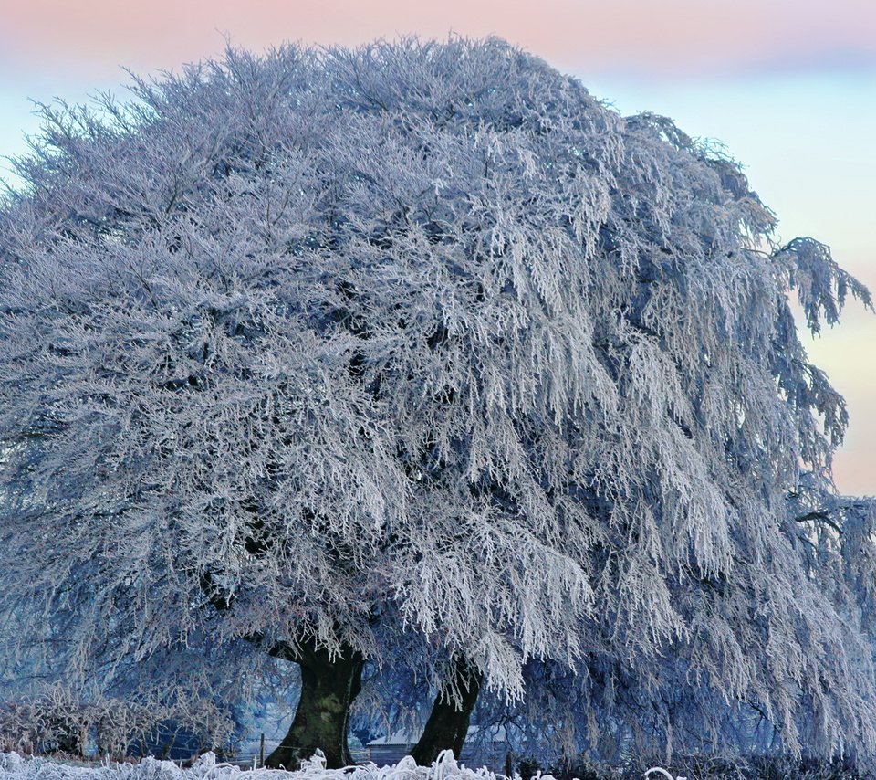 Обои снег, дерево, зима, красота, snow, tree, winter, beauty разрешение 1920x1200 Загрузить