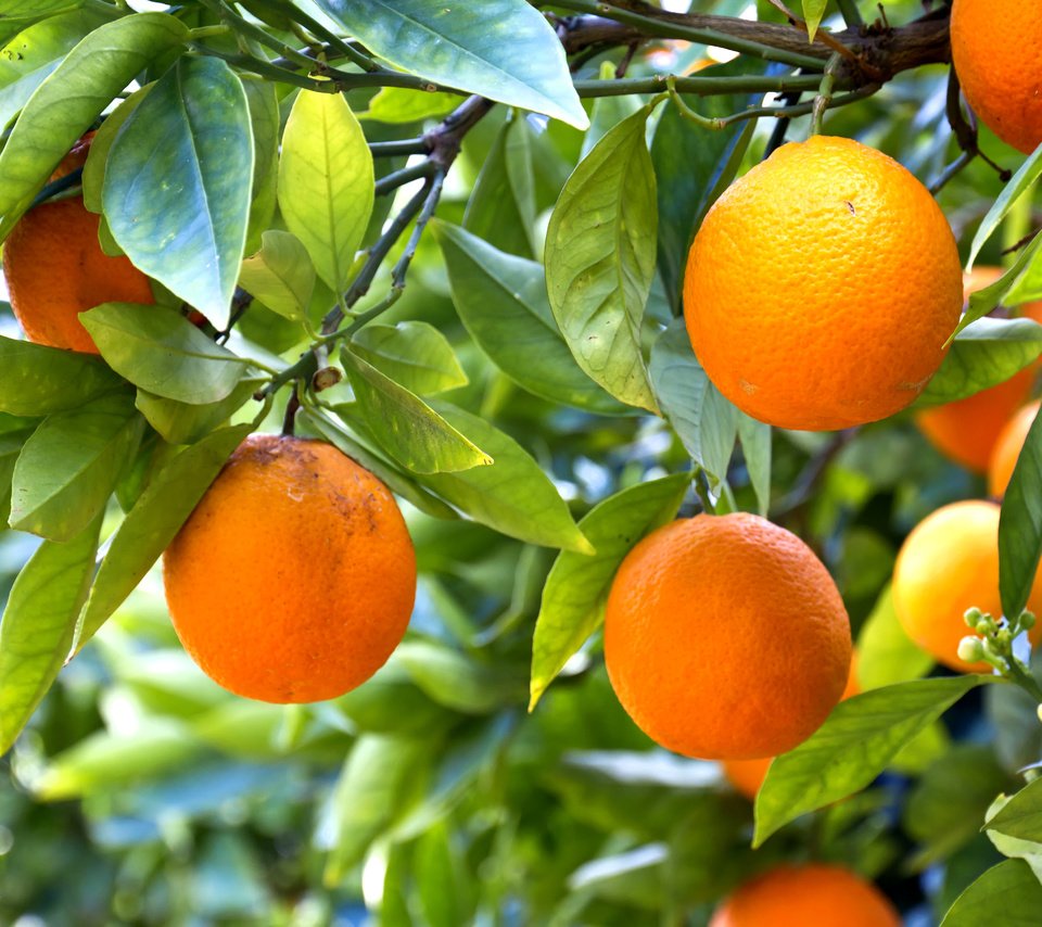 Обои дерево, фрукты.апельсины, tree, fruit.oranges разрешение 5184x3456 Загрузить