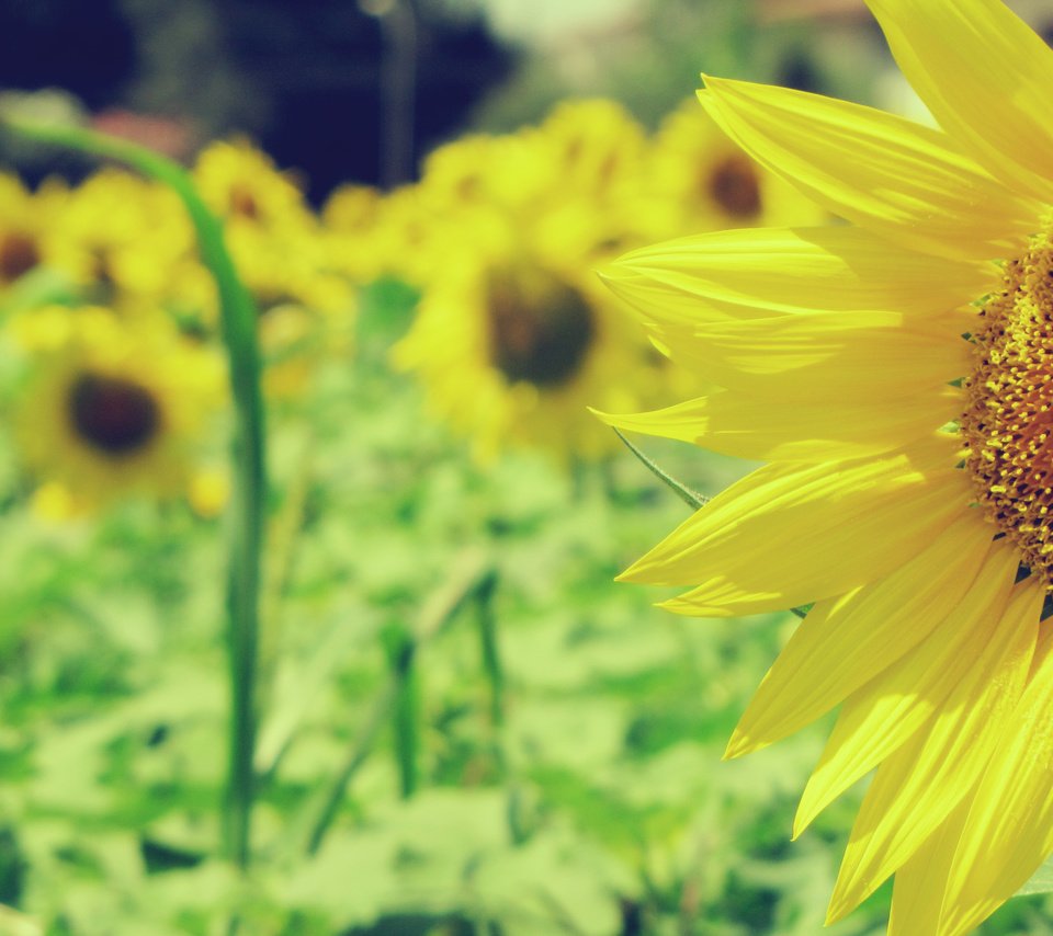 Обои природа, поле, подсолнухи, желтые, nature, field, sunflowers, yellow разрешение 2816x2112 Загрузить