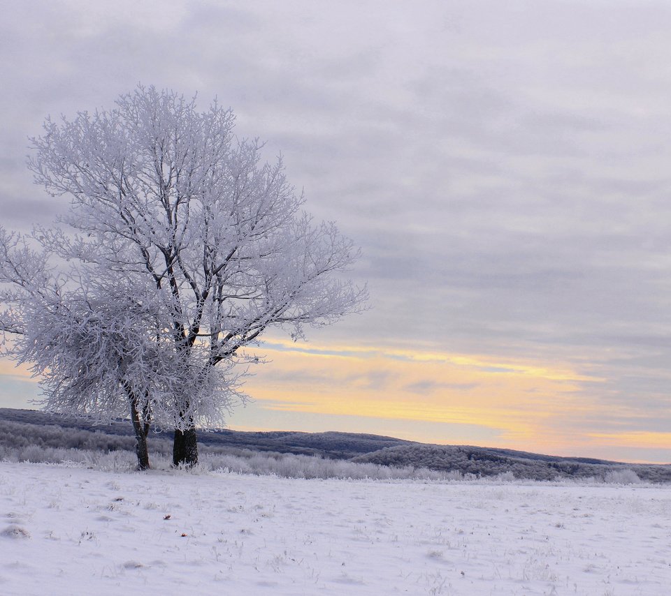 Обои деревья, снег, зима, пейзаж, иней, trees, snow, winter, landscape, frost разрешение 2048x1366 Загрузить