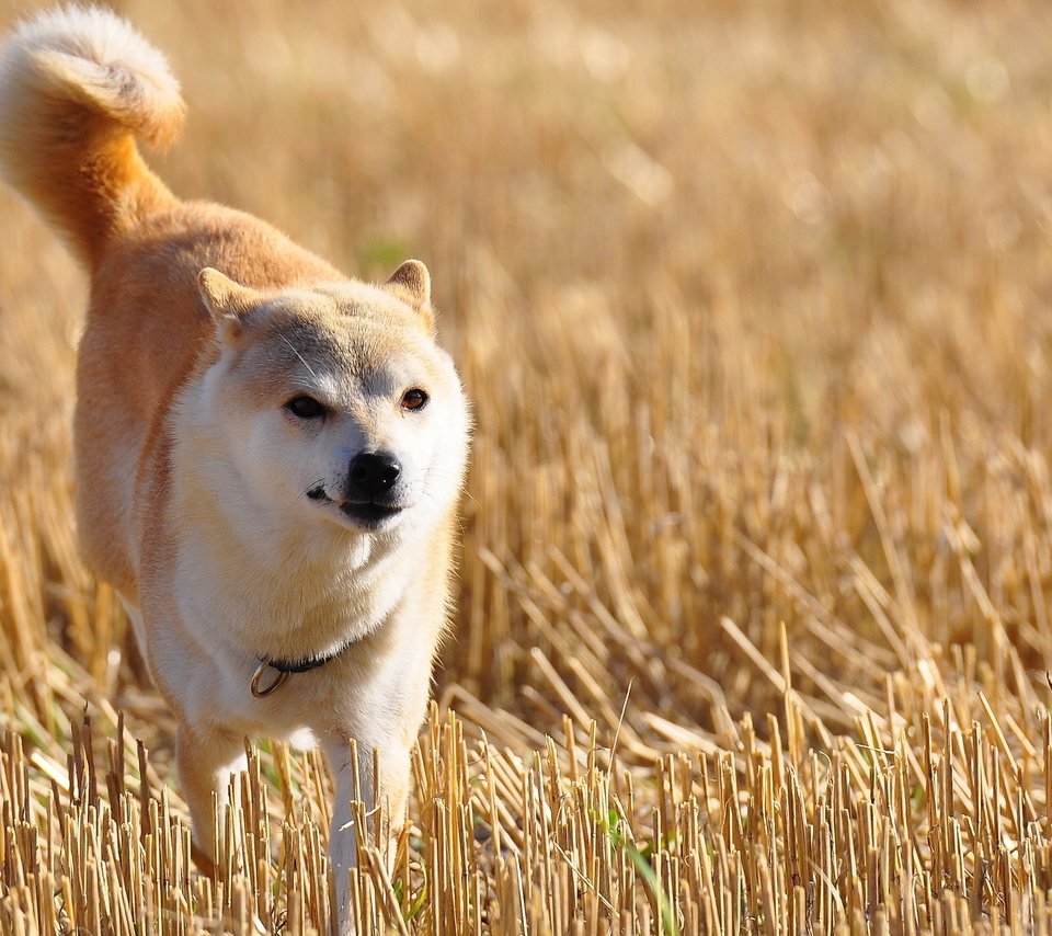 Обои природа, поле, собака, акита-ину, nature, field, dog, akita inu разрешение 2560x1600 Загрузить