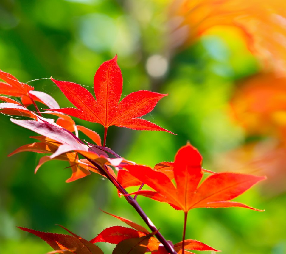 Обои ветка, листья, осень, клен, японский, branch, leaves, autumn, maple, japanese разрешение 2048x1365 Загрузить