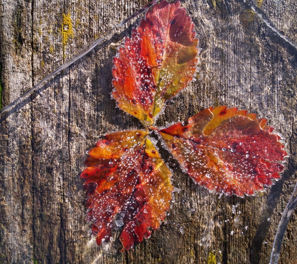 Обои природа, листья, иней, лёд, nature, leaves, frost, ice разрешение 4912x2760 Загрузить
