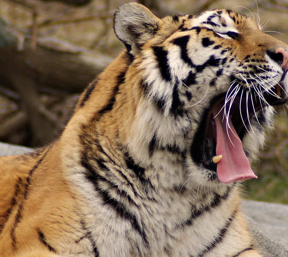 Обои тигр, хищник, большая кошка, язык, зевает, tiger, predator, big cat, language, yawns разрешение 1920x1080 Загрузить