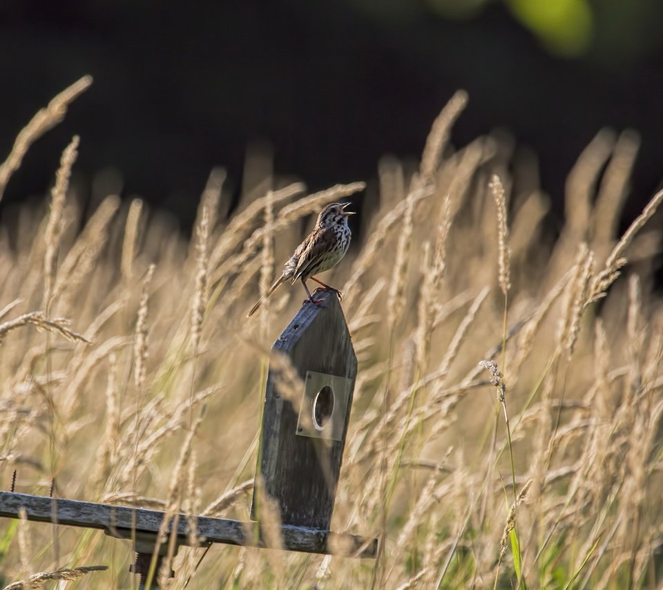 Обои трава, природа, птицы, воробей, grass, nature, birds, sparrow разрешение 1920x1200 Загрузить