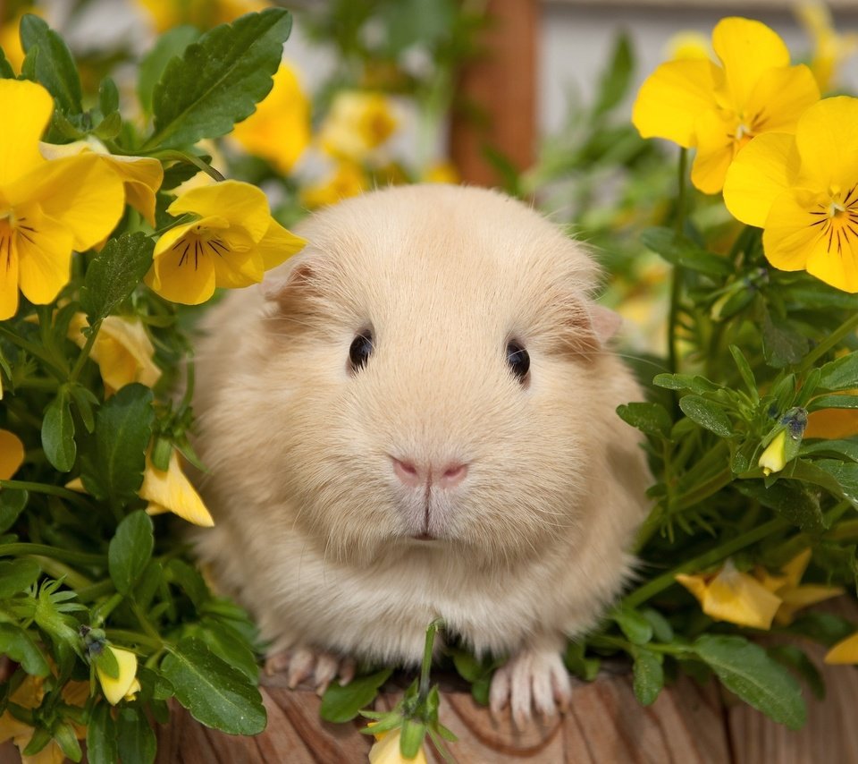 Обои цветы, анютины глазки, морская свинка, flowers, pansy, guinea pig разрешение 2048x1430 Загрузить