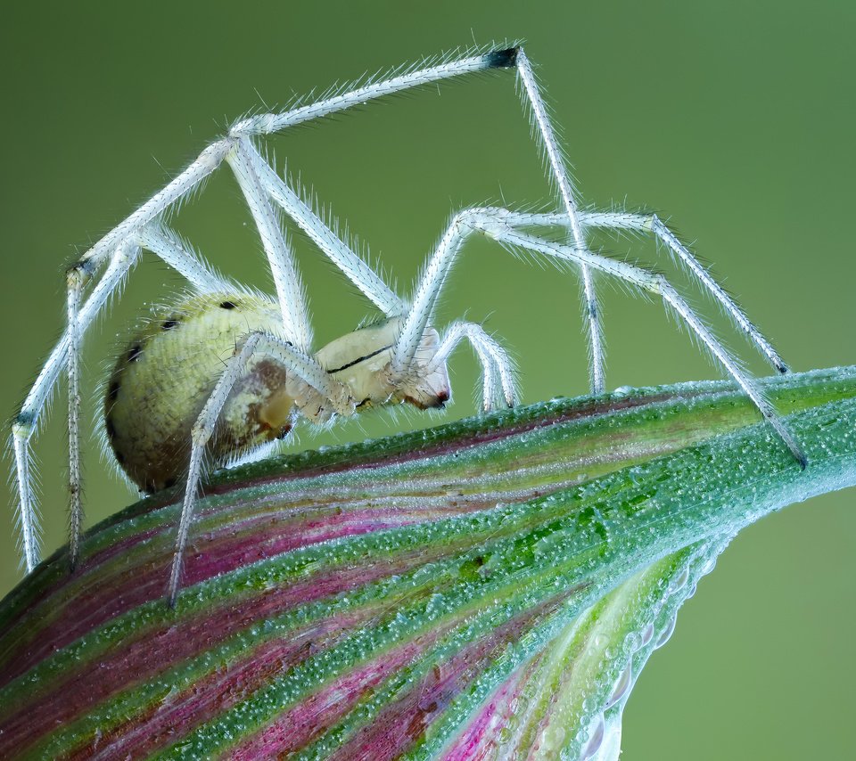 Обои макро, цветок, насекомые, паук, macro, flower, insects, spider разрешение 3600x2425 Загрузить