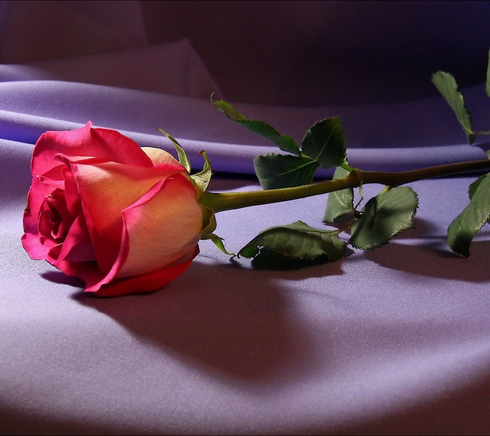 Обои свет, цветы, цветок, роза, ткань, light, flowers, flower, rose, fabric разрешение 5184x3456 Загрузить