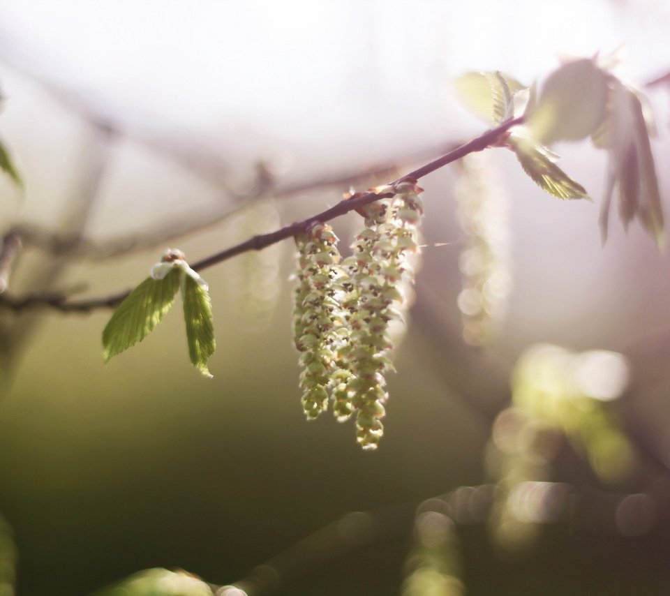 Обои ветка, природа, цветение, макро, весна, береза, сережки, branch, nature, flowering, macro, spring, birch, earrings разрешение 1920x1200 Загрузить