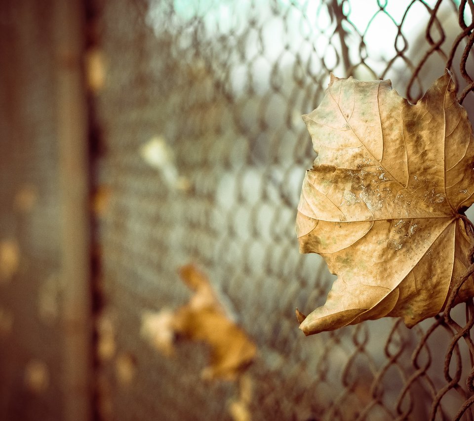 Обои листья, макро, осень, забор, лист, сетка, боке, leaves, macro, autumn, the fence, sheet, mesh, bokeh разрешение 4272x2848 Загрузить