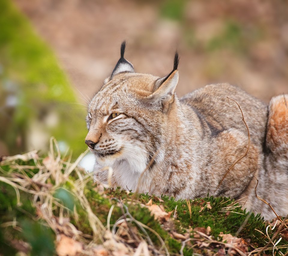 Обои трава, листья, рысь, лежит, grass, leaves, lynx, lies разрешение 2048x1365 Загрузить