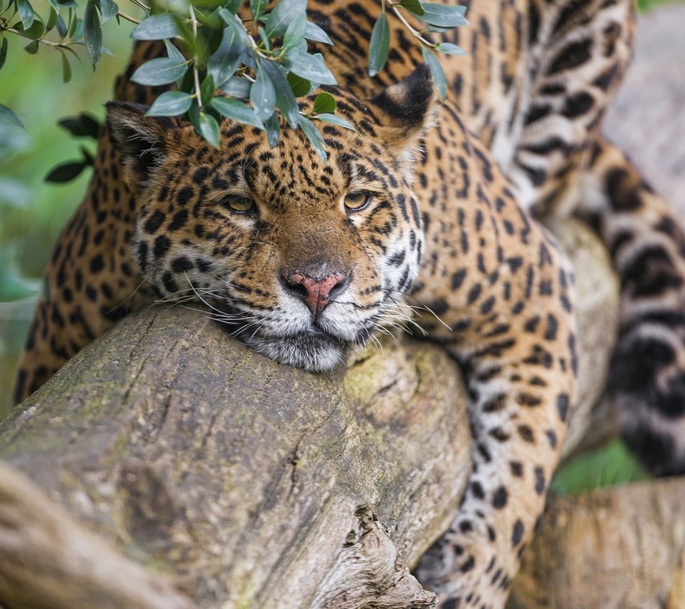 Обои природа, дерево, хищник, ягуар, отдых, nature, tree, predator, jaguar, stay разрешение 2560x1920 Загрузить