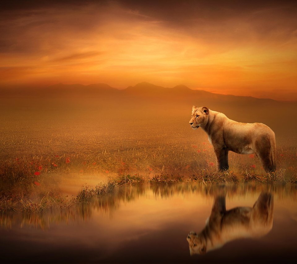 Обои арт, отражение, лев, львица, art, reflection, leo, lioness разрешение 2048x1365 Загрузить