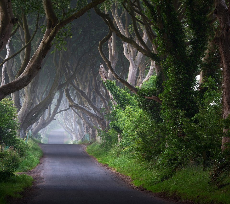 Обои дорога, деревья, природа, стволы, ирландия, road, trees, nature, trunks, ireland разрешение 2048x1363 Загрузить