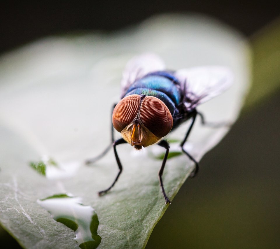 Обои капли, лист, насекомые, муха, drops, sheet, insects, fly разрешение 2048x1365 Загрузить