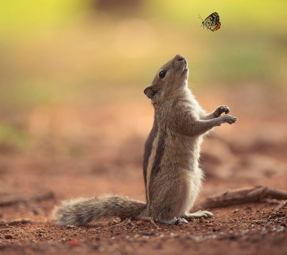 Обои природа, фон, бабочка, бурундук, nature, background, butterfly, chipmunk разрешение 2048x1367 Загрузить