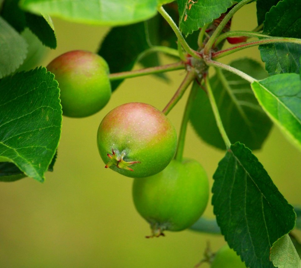 Обои листья, ветки, яблоки, размытость, листья.ветки, leaves, branches, apples, blur, leaves.branches разрешение 2304x1536 Загрузить