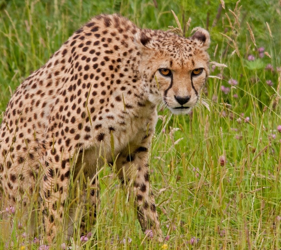 Обои трава, хищник, гепард, дикая кошка, grass, predator, cheetah, wild cat разрешение 2048x1365 Загрузить