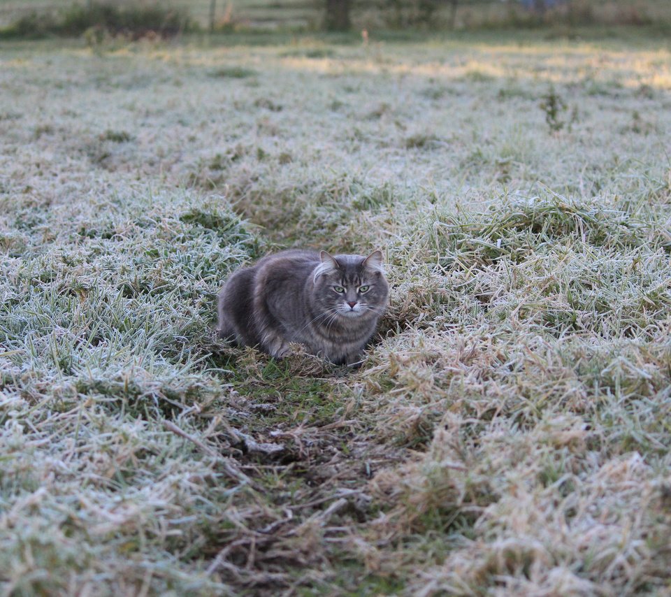 Обои трава, кот, иней, кошка, grass, cat, frost разрешение 2048x1365 Загрузить