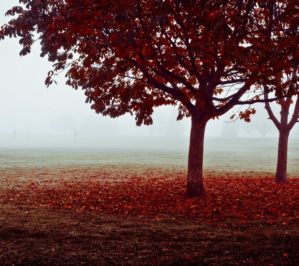 Обои деревья, листья, туман, поле, осень, ворота, trees, leaves, fog, field, autumn, gate разрешение 2560x1600 Загрузить
