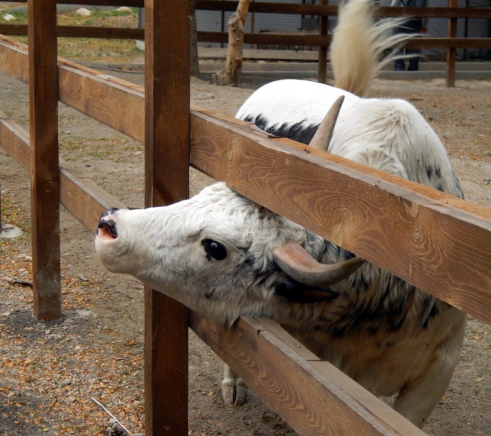 Обои рога, корова, ограда, horns, cow, fence разрешение 4608x3456 Загрузить