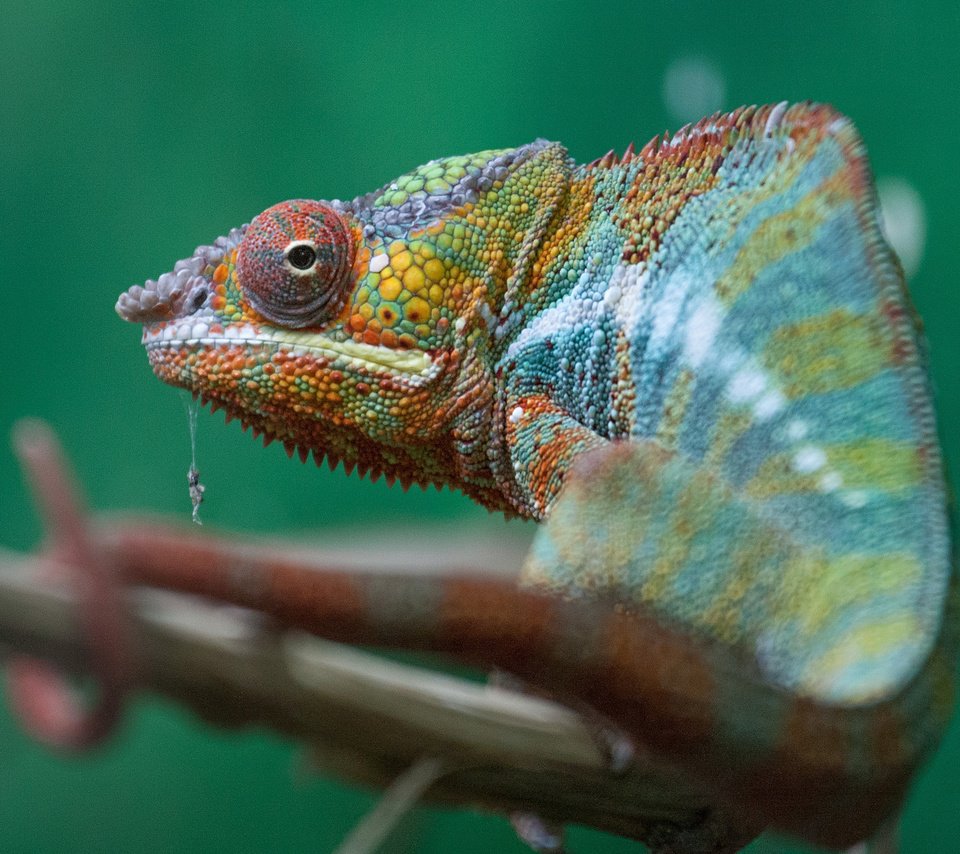 Обои разноцветный, ящерица, хамелеон, хамелион, colorful, lizard, chameleon разрешение 2048x1365 Загрузить
