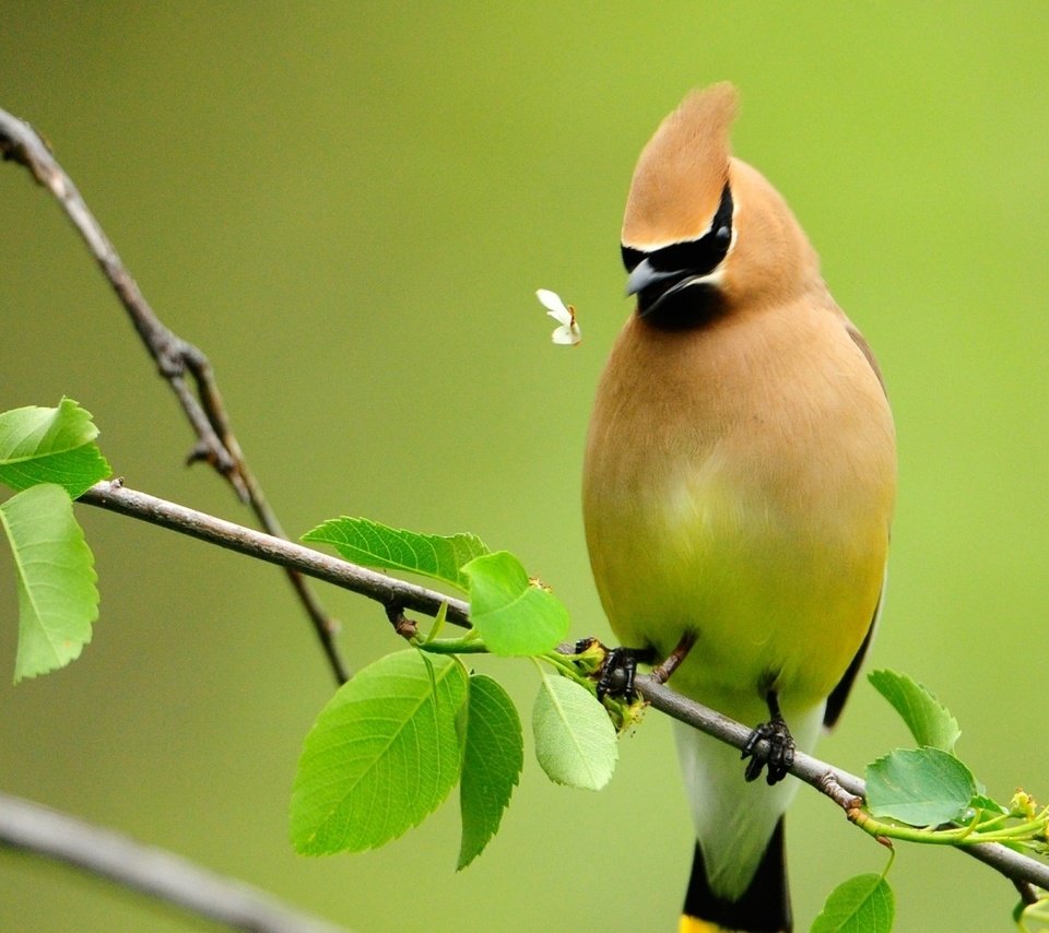 Обои ветка, птица, свиристель, мошка, branch, bird, the waxwing, midge разрешение 1920x1080 Загрузить