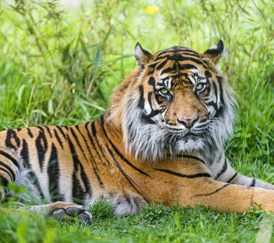 Обои тигр, трава, хищник, tiger, grass, predator разрешение 1920x1278 Загрузить