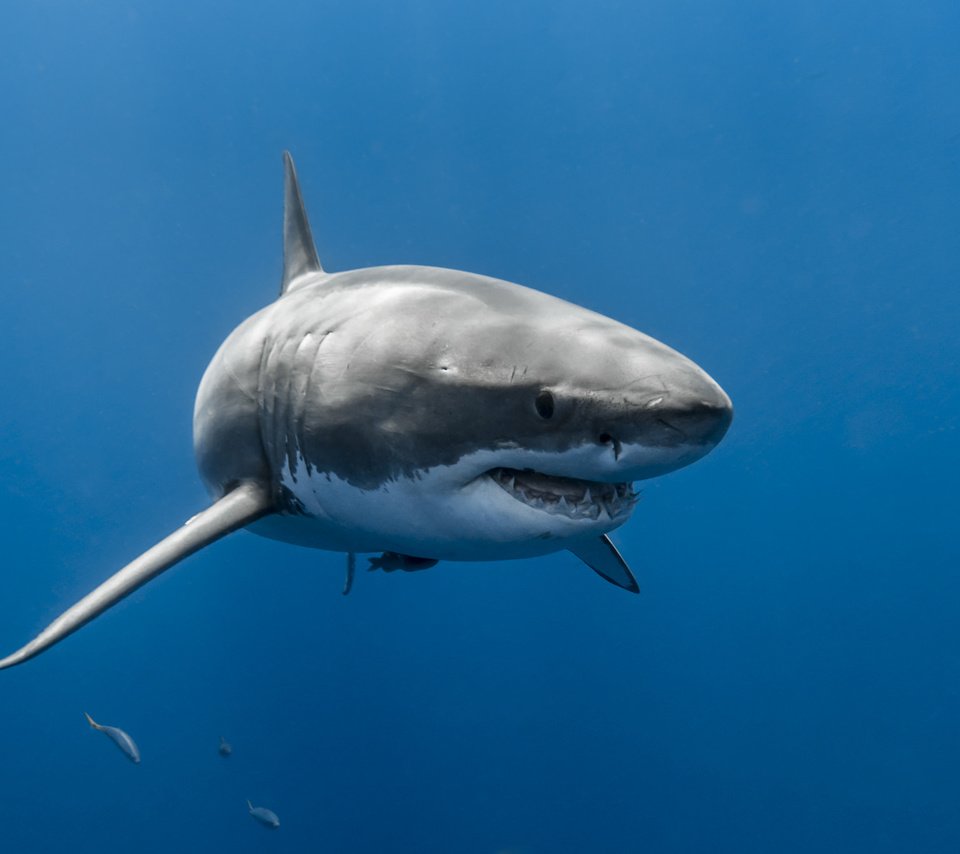 Обои море, акула, подводный мир, sea, shark, underwater world разрешение 2048x1365 Загрузить