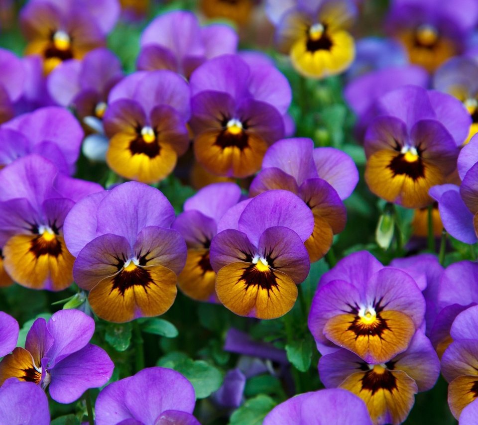 Анютины глазки (Viola Tricolor)