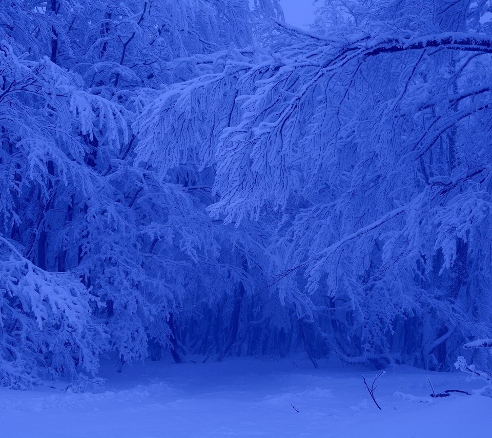 Обои деревья, снег, лес, зима, мороз, trees, snow, forest, winter, frost разрешение 3000x2000 Загрузить