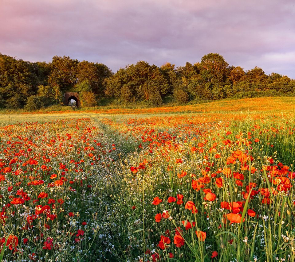 Обои небо, цветы, поле, лето, маки, the sky, flowers, field, summer, maki разрешение 3000x2000 Загрузить