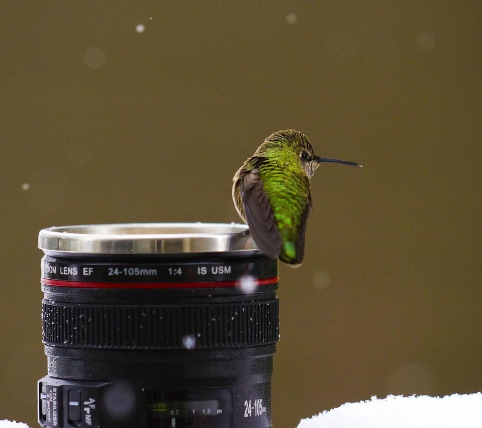 Обои снег, птицы, камера, объектив, колибри, snow, birds, camera, lens, hummingbird разрешение 1920x1080 Загрузить