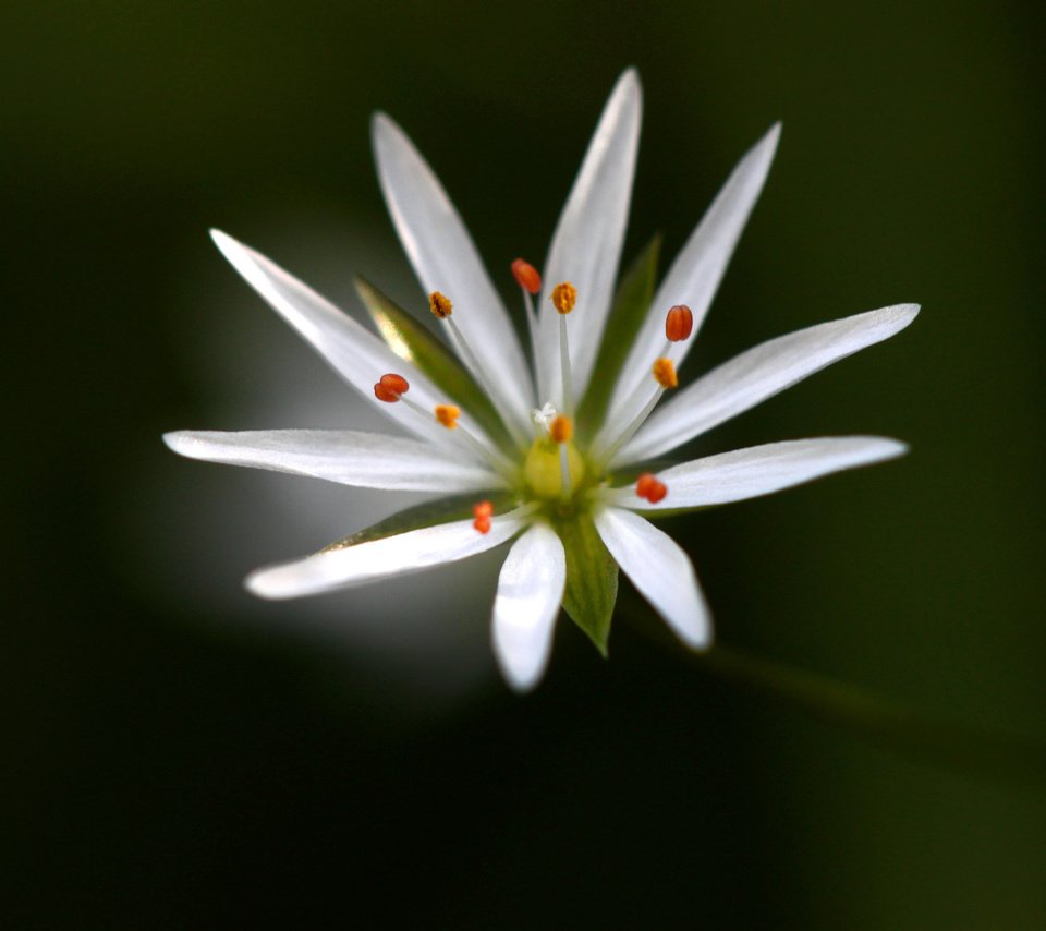 Обои макро, фон, цветок, белый, звездчатка, macro, background, flower, white, stellaria разрешение 2048x1365 Загрузить