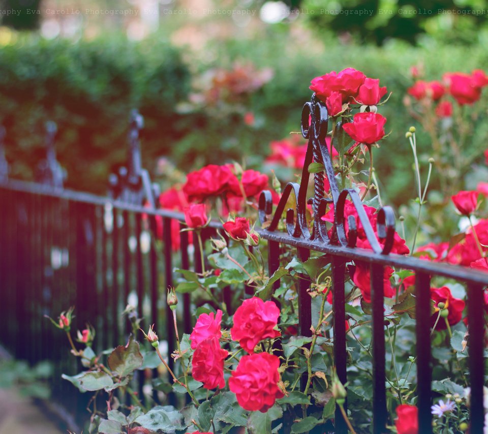 Обои цветы, бутоны, розы, лепестки, забор, куст, ограда, flowers, buds, roses, petals, the fence, bush, fence разрешение 2048x1365 Загрузить