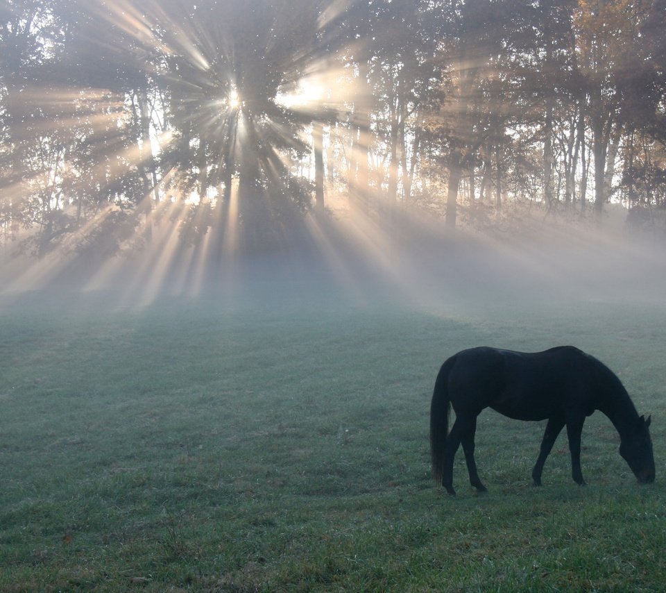 Обои лошадь, утро, поле, конь, солнечные лучи, легкие, horse, morning, field, the sun's rays, light разрешение 2560x1600 Загрузить