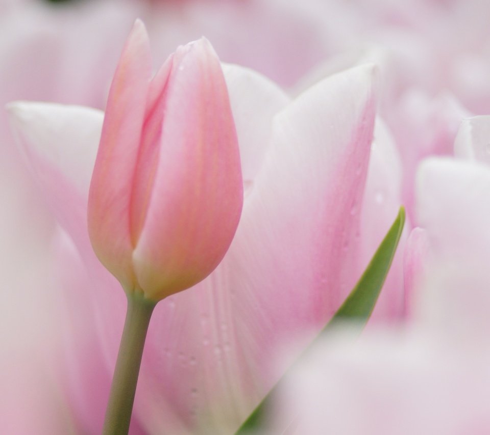 Обои цветы, фокус камеры, тюльпаны, розовые, нежные, flowers, the focus of the camera, tulips, pink, gentle разрешение 2560x1600 Загрузить